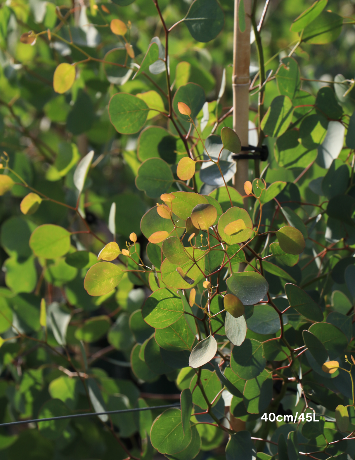 Eucalyptus polyanthemos - Evergreen Trees Direct