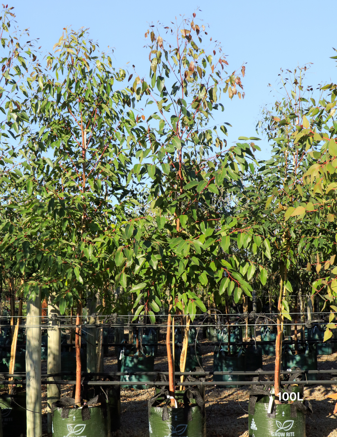 Eucalyptus robusta – Swamp Mahogany - Evergreen Trees Direct