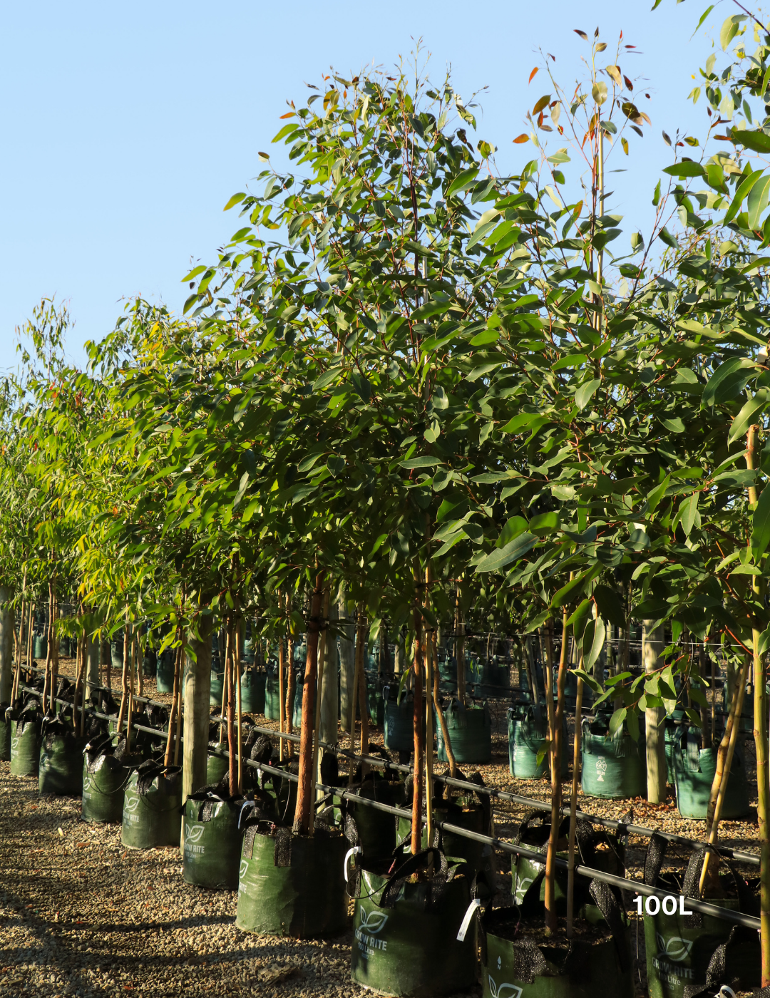 Eucalyptus robusta – Swamp Mahogany - Evergreen Trees Direct