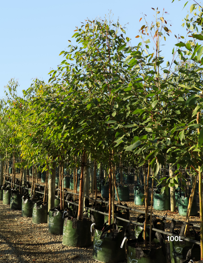 Eucalyptus robusta – Swamp Mahogany - Evergreen Trees Direct