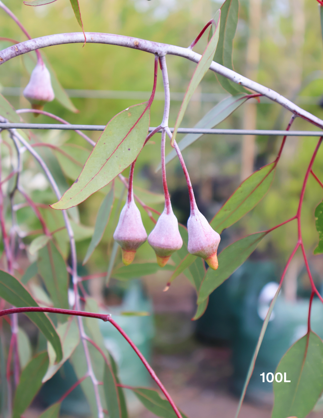 Eucalyptus caesia 'Silver Princess' - Evergreen Trees Direct