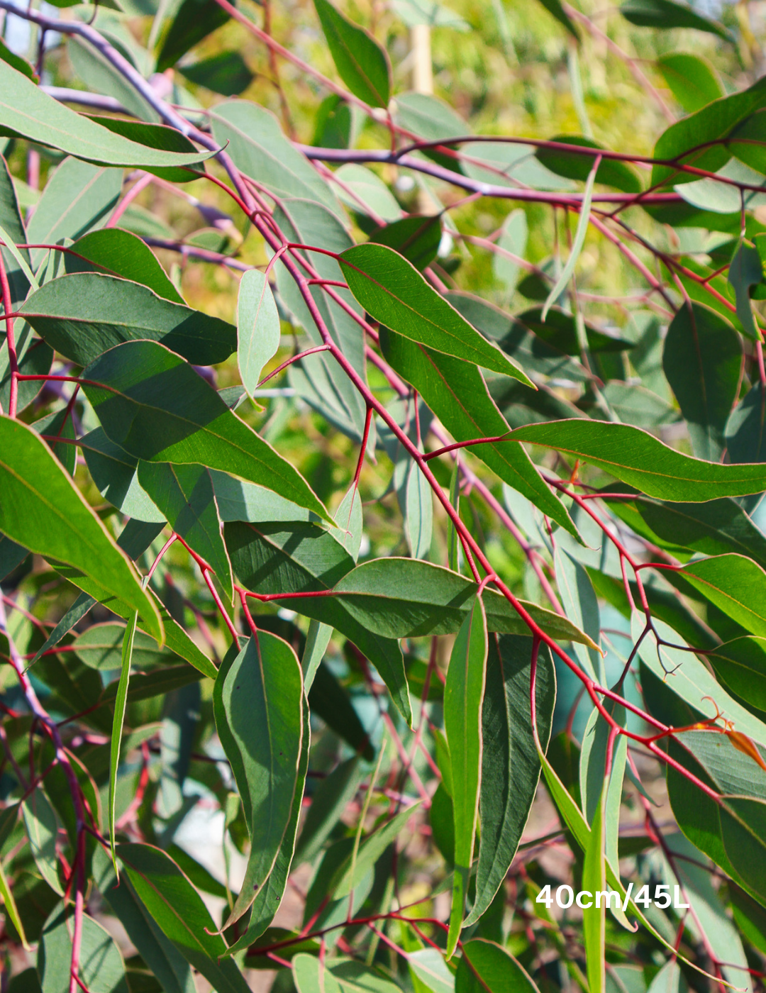 Eucalyptus caesia 'Silver Princess' - Evergreen Trees Direct
