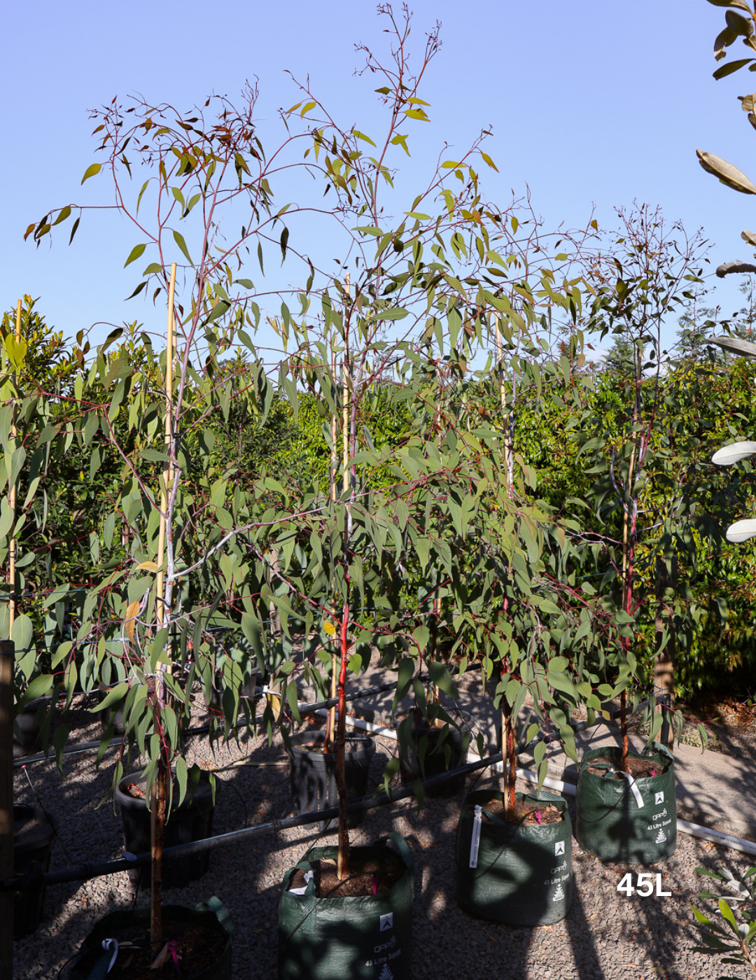 Eucalyptus caesia 'Silver Princess' - Evergreen Trees Direct