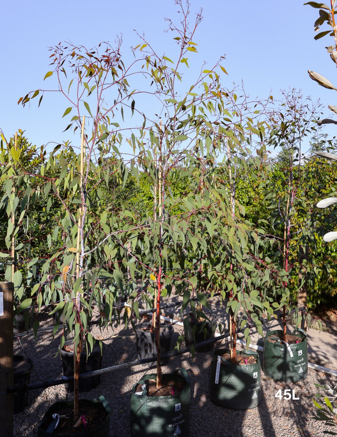 Eucalyptus caesia 'Silver Princess' - Evergreen Trees Direct