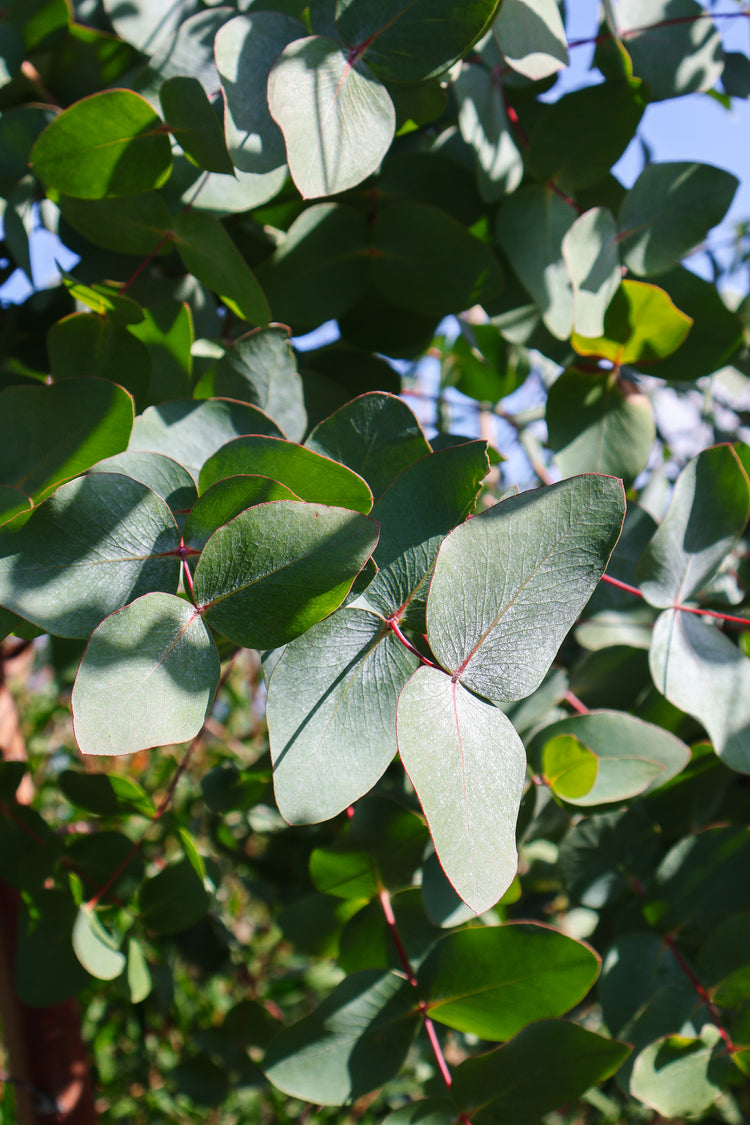 Eucalyptus 'Silver Shadow'