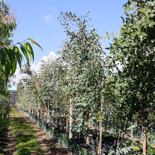 Eucalyptus 'Silver Shadow'