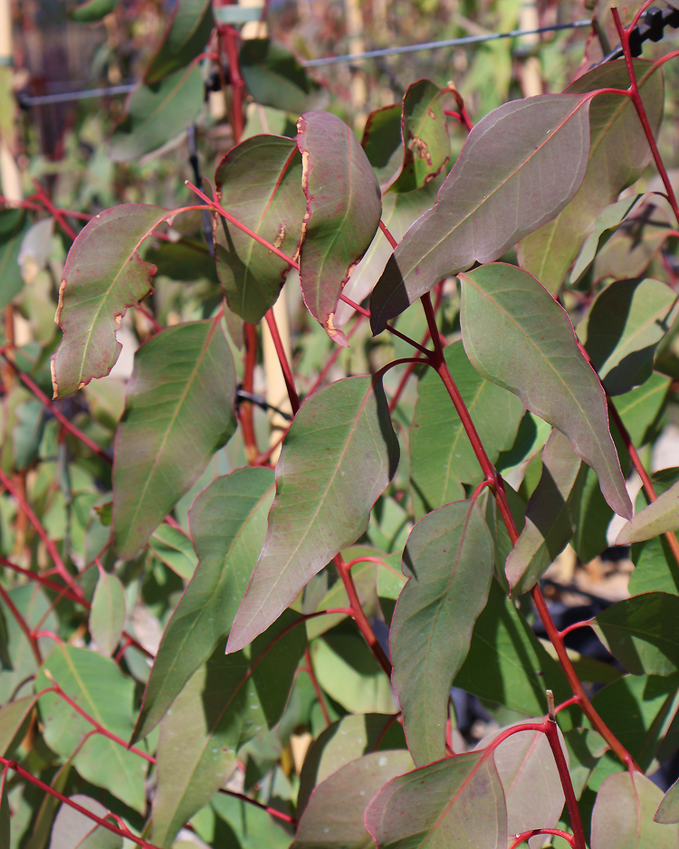 Eucalyptus Teriticornis