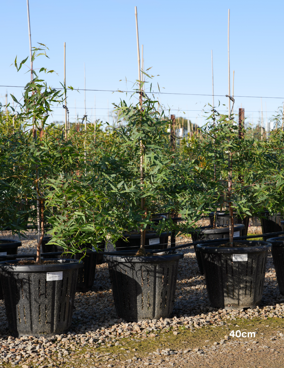 Eucalyptus viminalis - Evergreen Trees Direct