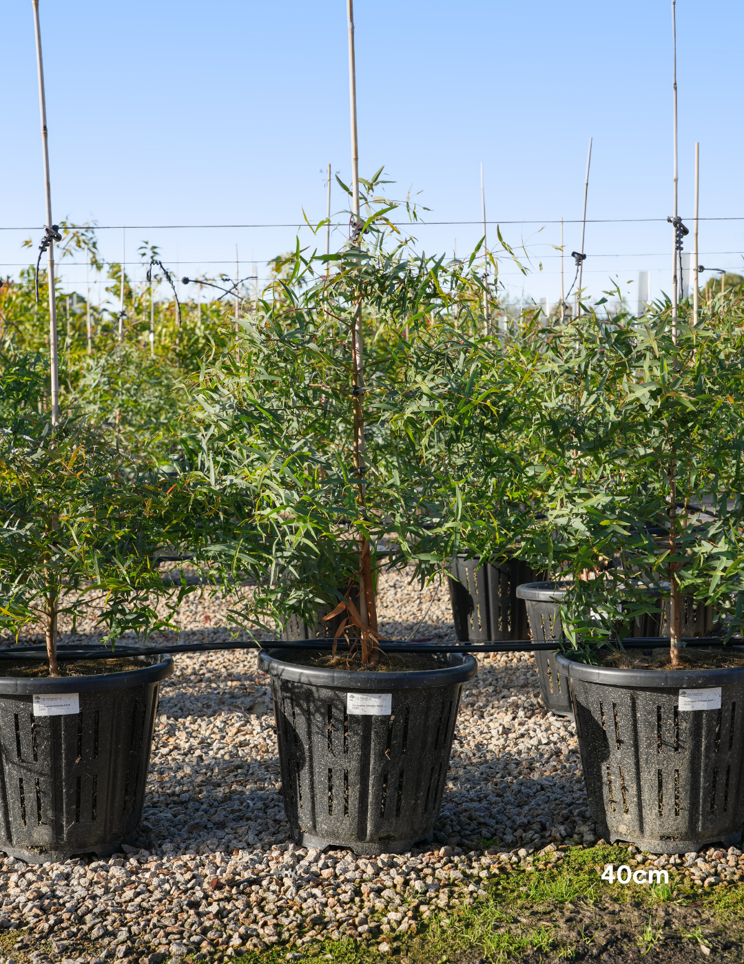 Eucalyptus viminalis - Evergreen Trees Direct