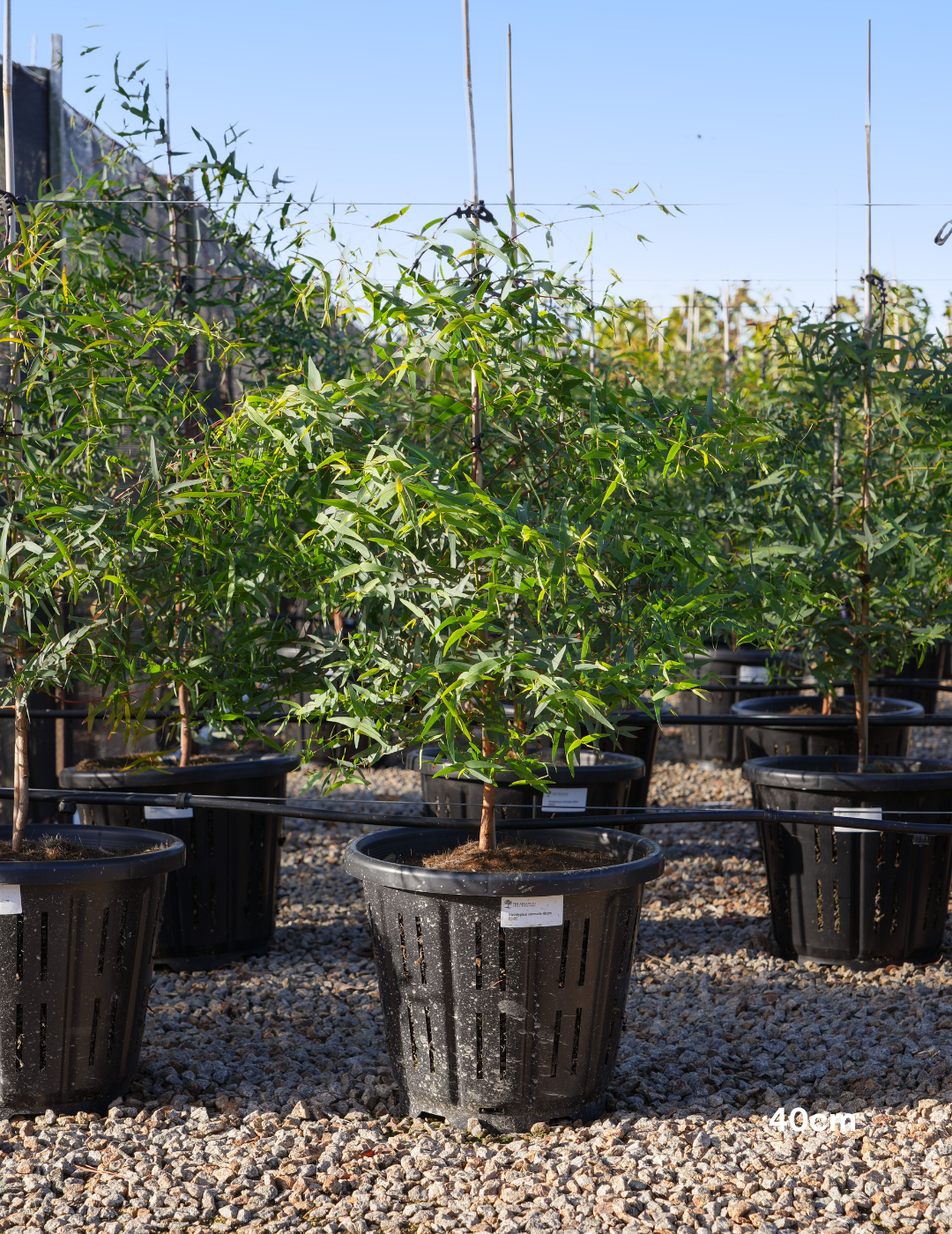 Eucalyptus viminalis - Evergreen Trees Direct