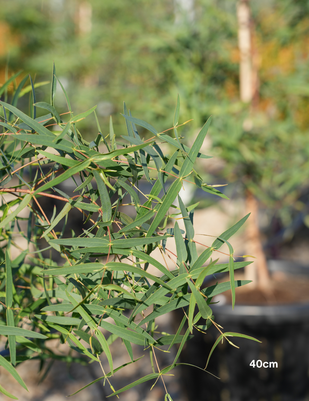 Eucalyptus viminalis - Evergreen Trees Direct