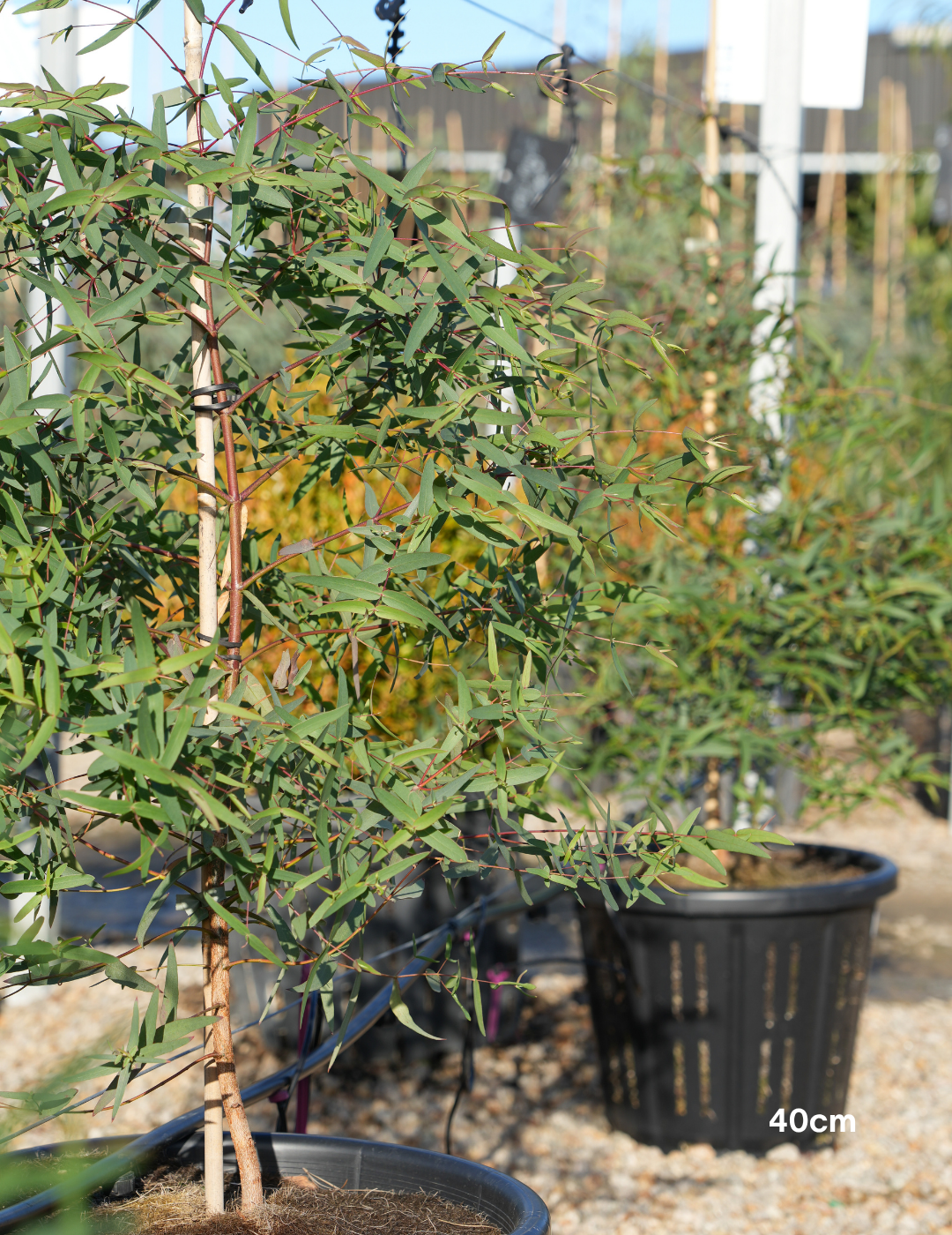 Eucalyptus viminalis - Evergreen Trees Direct