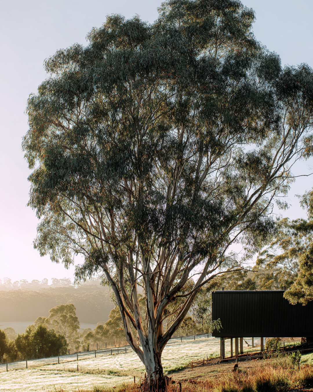 Eucalyptus melliodora