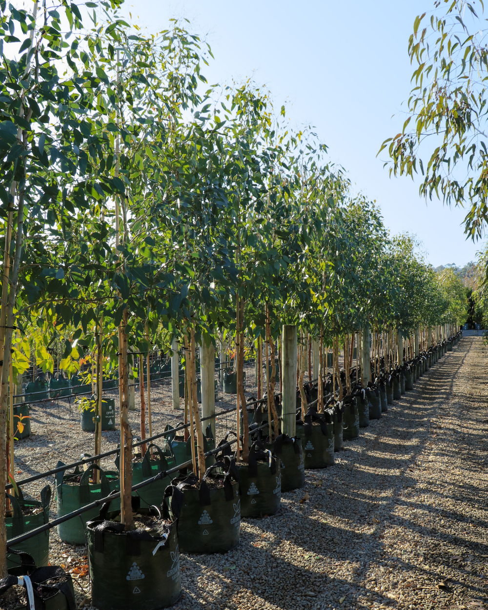 Eucalyptus microcarpa | Grey Box Native Tree