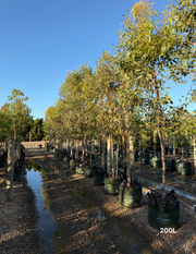Eucalyptus occidentalis - Evergreen Trees Direct
