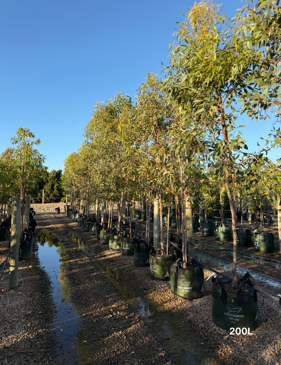 Eucalyptus occidentalis - Evergreen Trees Direct