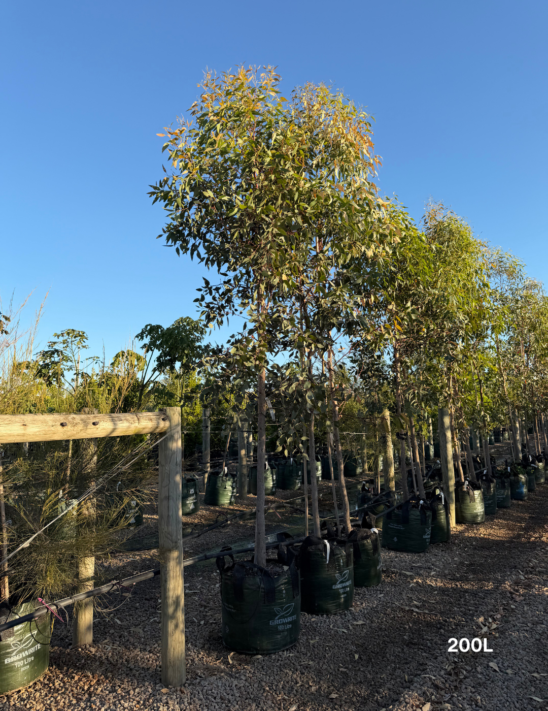 Eucalyptus occidentalis - Evergreen Trees Direct