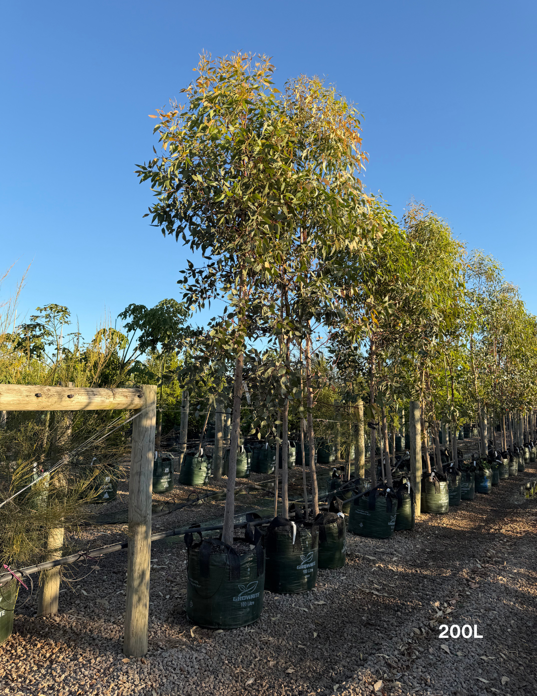 Eucalyptus occidentalis - Evergreen Trees Direct