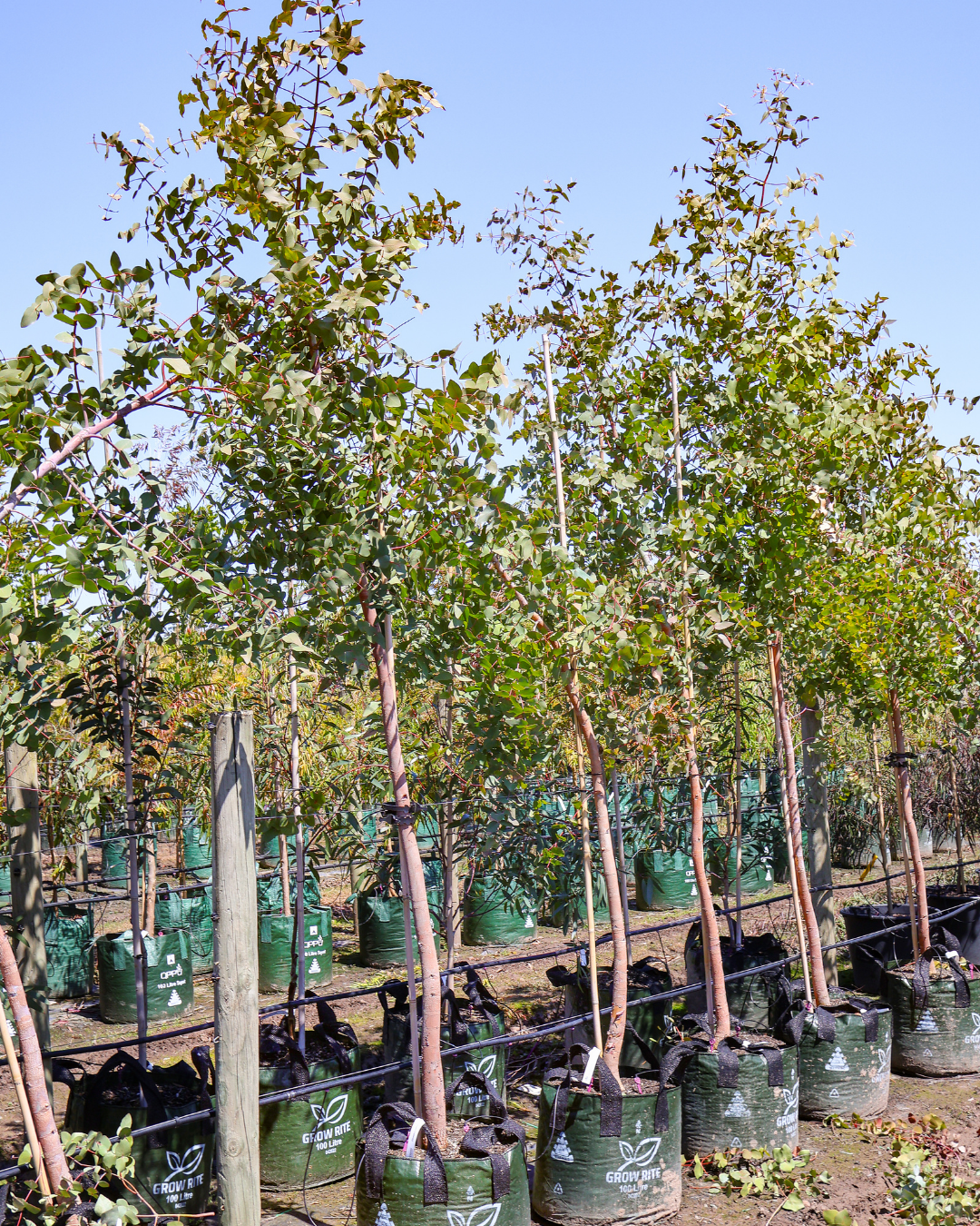 Evergreen Trees Direct