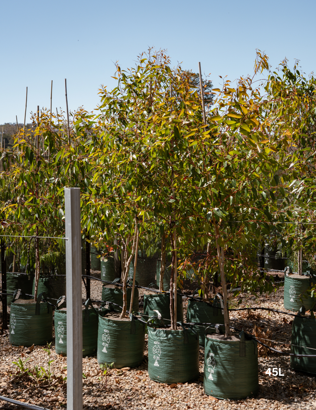 Eucalyptus cladocalyx 'Nana' (Dwarf Sugar Gum) - Evergreen Trees Direct