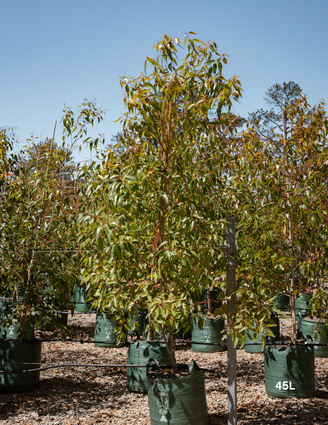 Eucalyptus cladocalyx 'Nana' (Dwarf Sugar Gum) - Evergreen Trees Direct