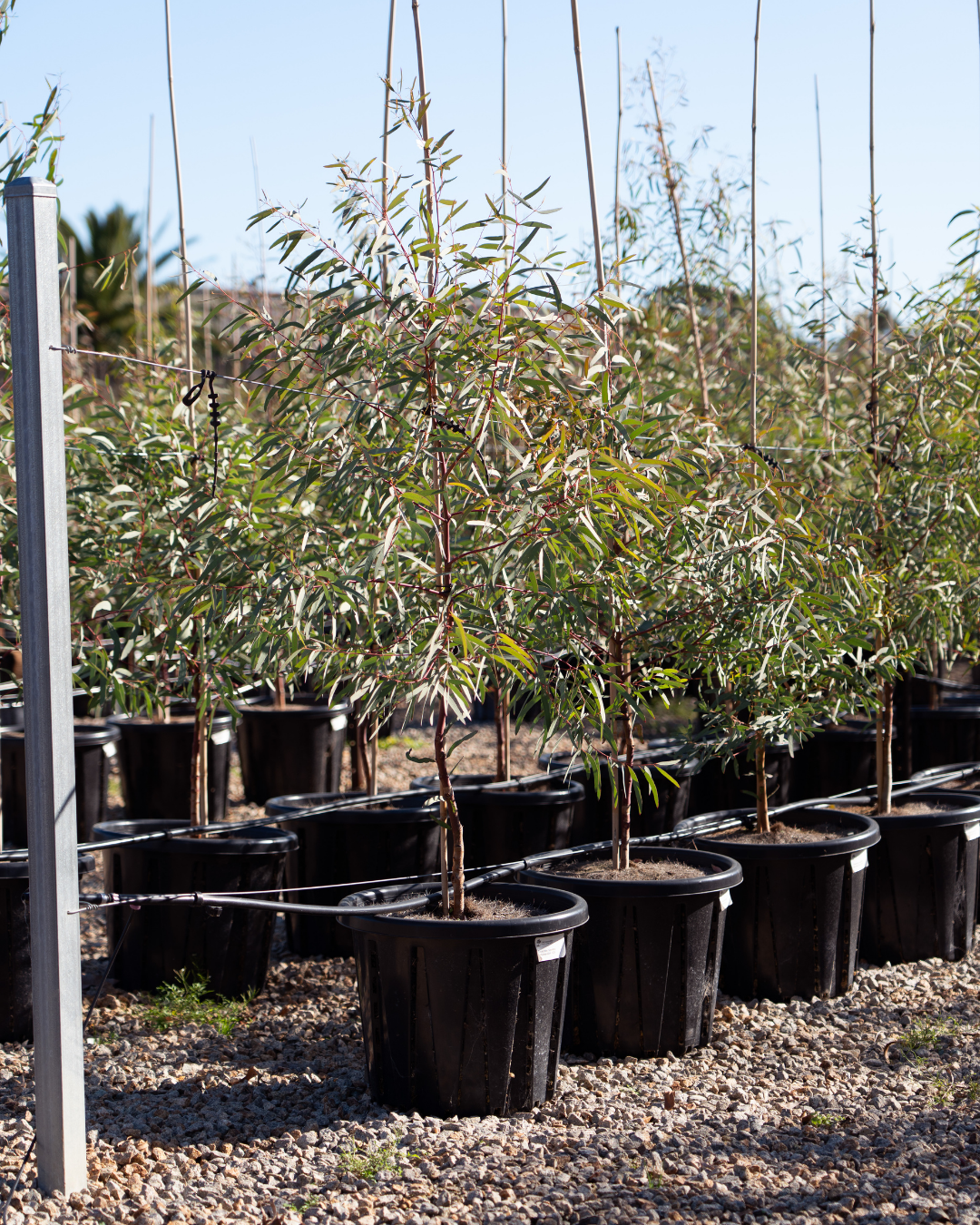 Eucalyptus mannifera ssp maculosa Red Spotted Gum