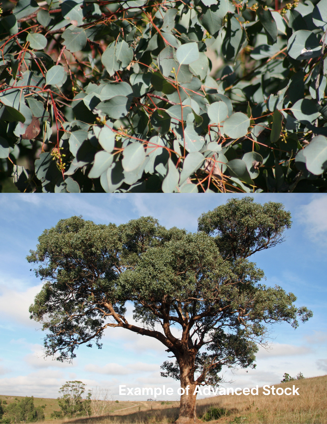 Eucalyptus baueriana - Evergreen Trees Direct