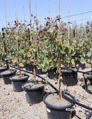 Eucalyptus baueriana - Evergreen Trees Direct