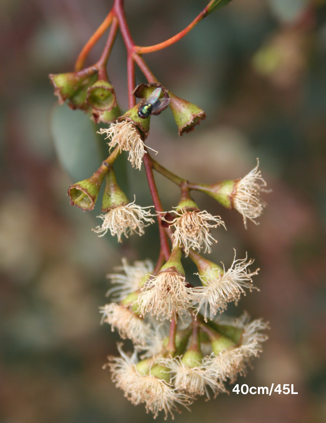 Eucalyptus baueriana - Evergreen Trees Direct
