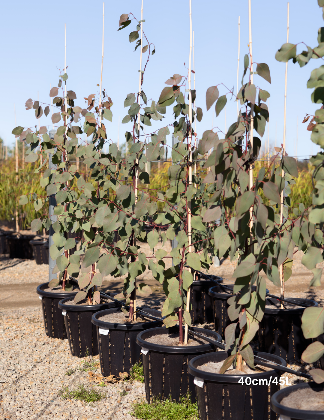 Eucalyptus blakelyi