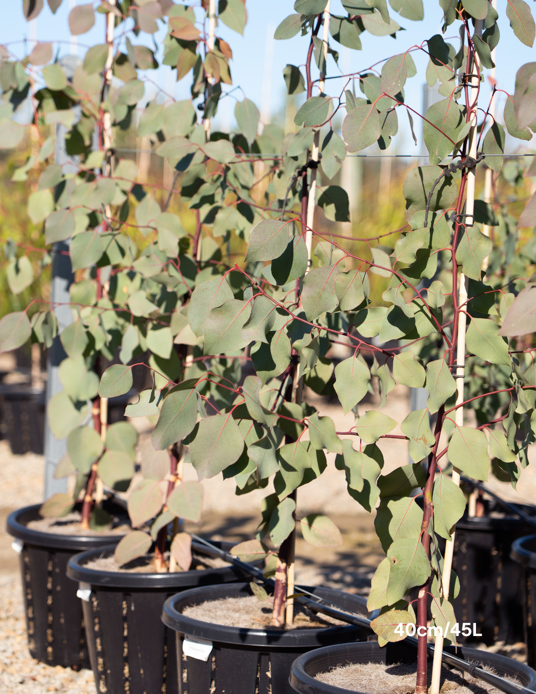 Eucalyptus blakelyi - Evergreen Trees Direct