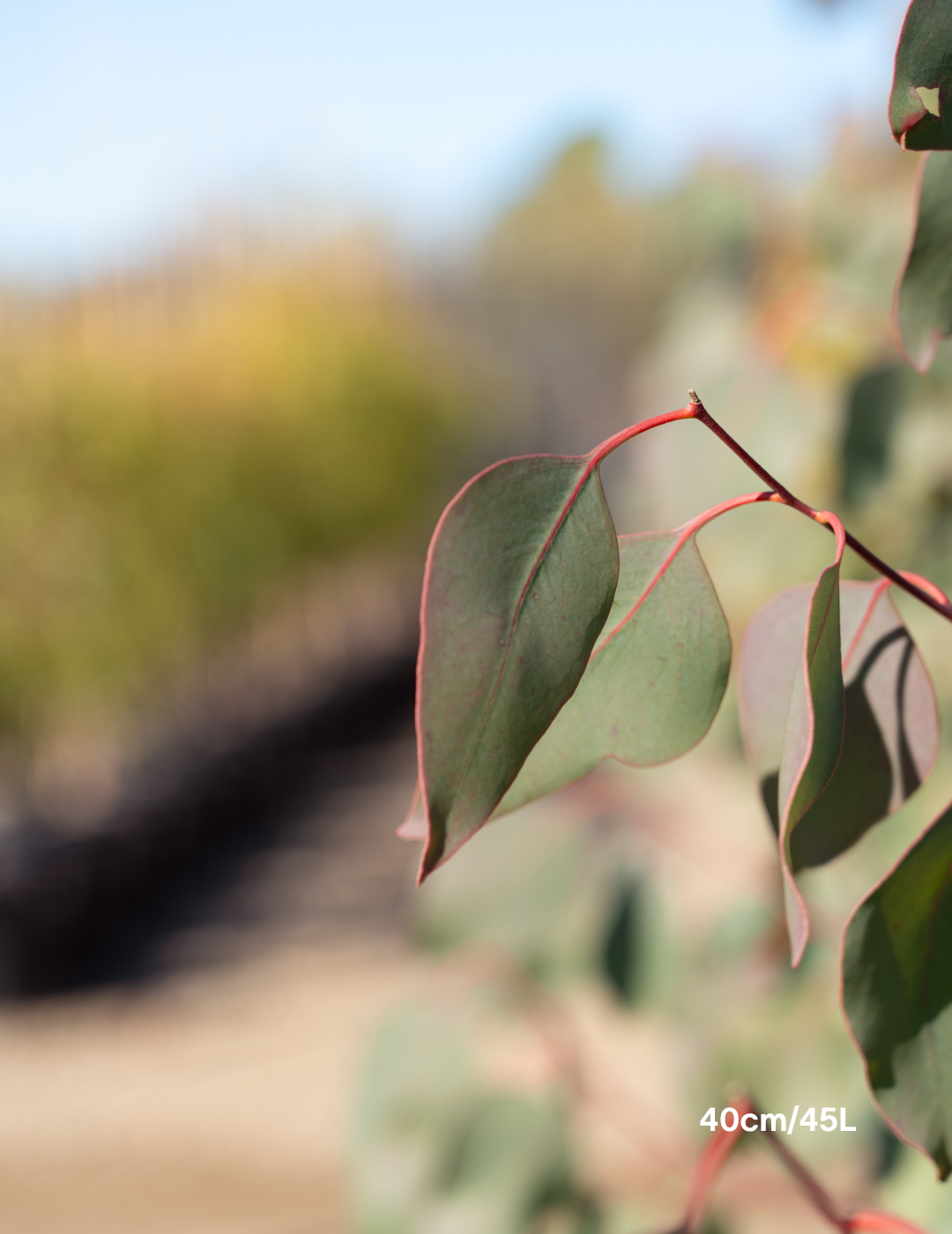 Eucalyptus blakelyi - Evergreen Trees Direct