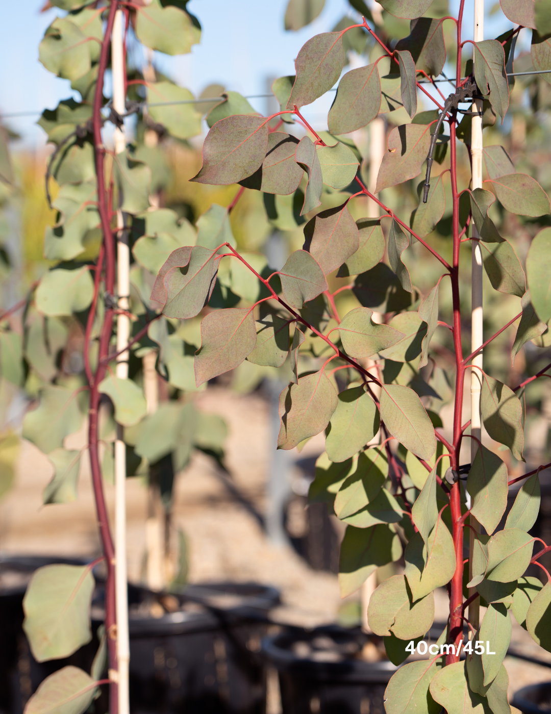 Eucalyptus blakelyi - Evergreen Trees Direct