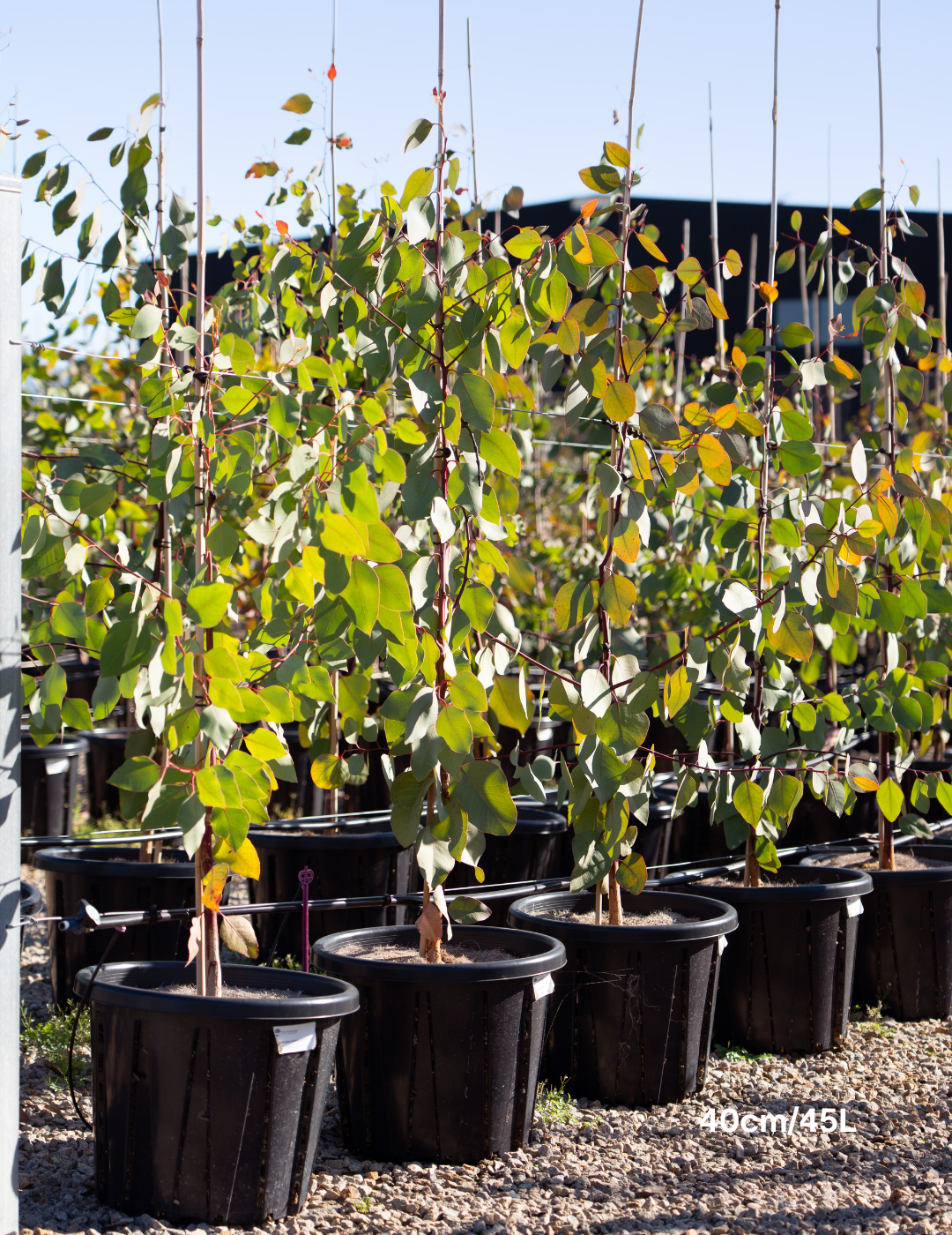 Eucalyptus blakelyi - Evergreen Trees Direct