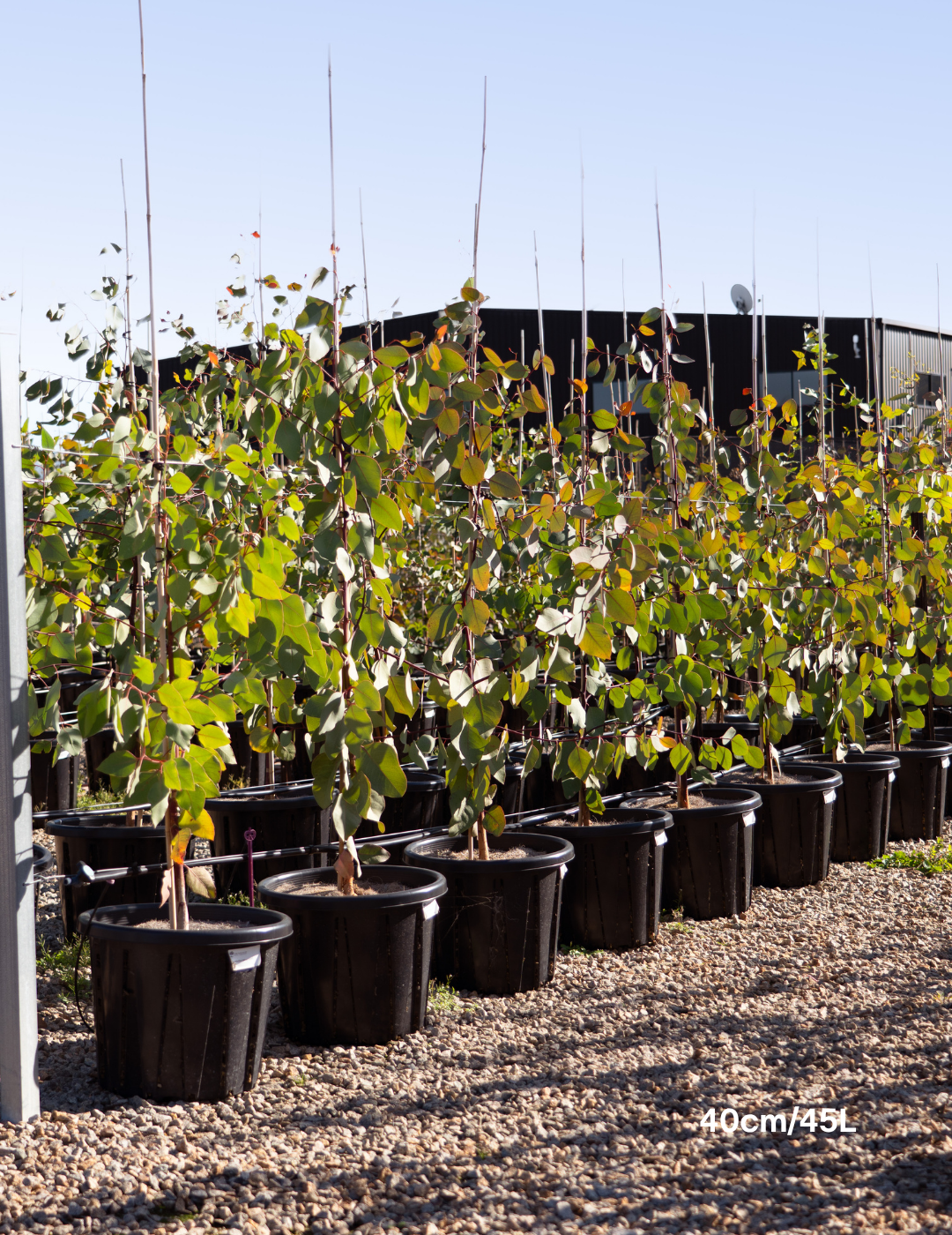 Eucalyptus blakelyi - Evergreen Trees Direct