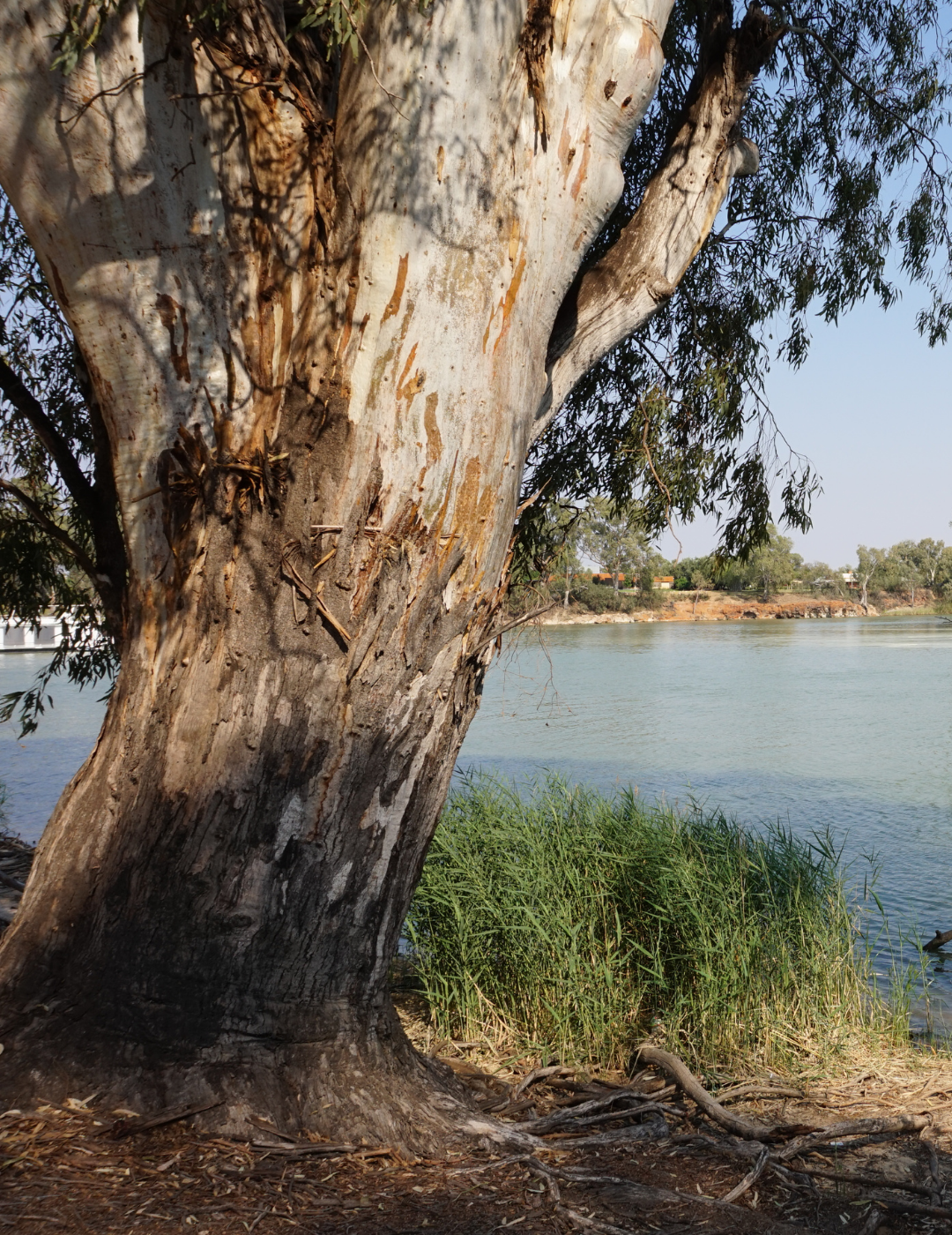 Eucalyptus camaldulensis - River Red Gum - Evergreen Trees Direct