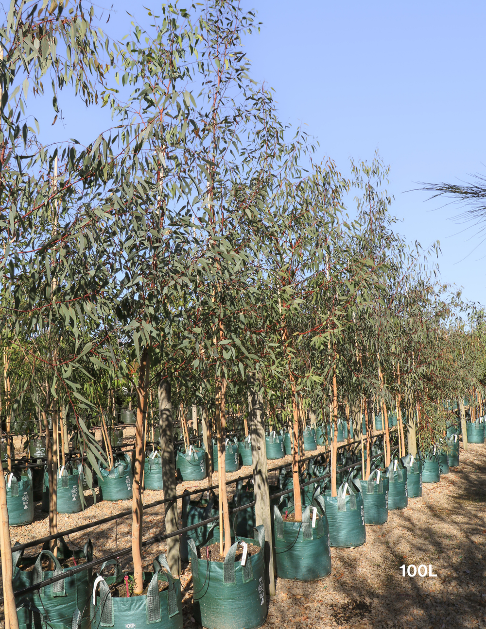 Eucalyptus camaldulensis - River Red Gum - Evergreen Trees Direct