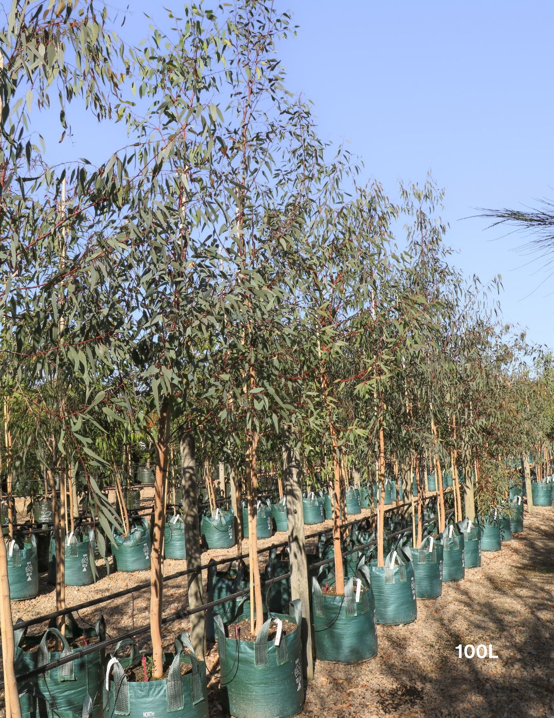 Eucalyptus camaldulensis - River Red Gum - Evergreen Trees Direct