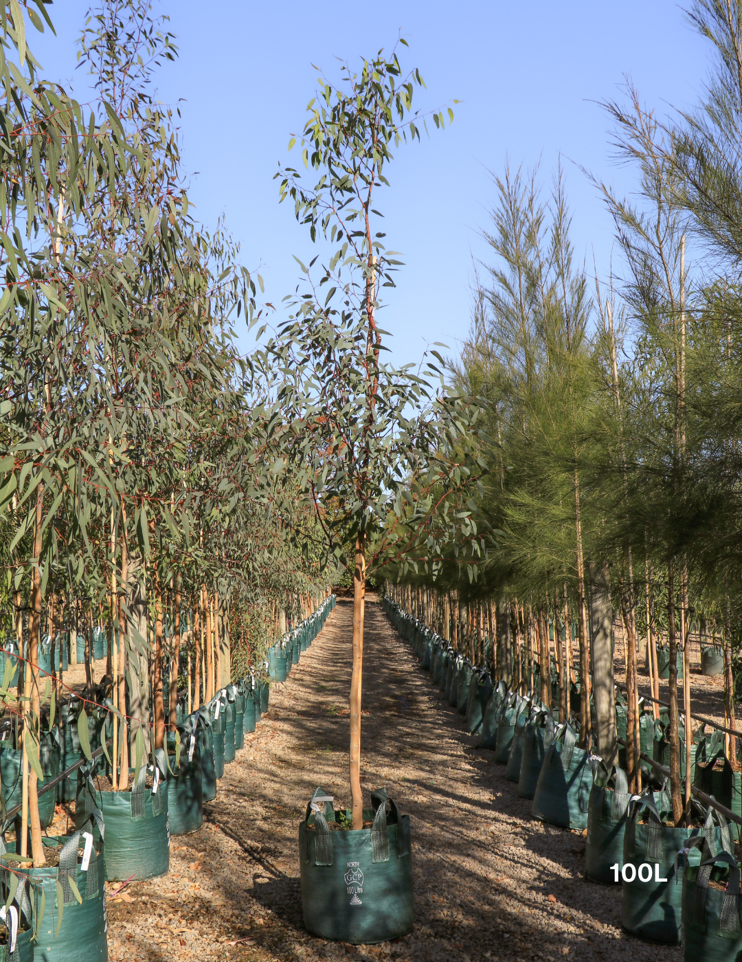 Eucalyptus camaldulensis - River Red Gum