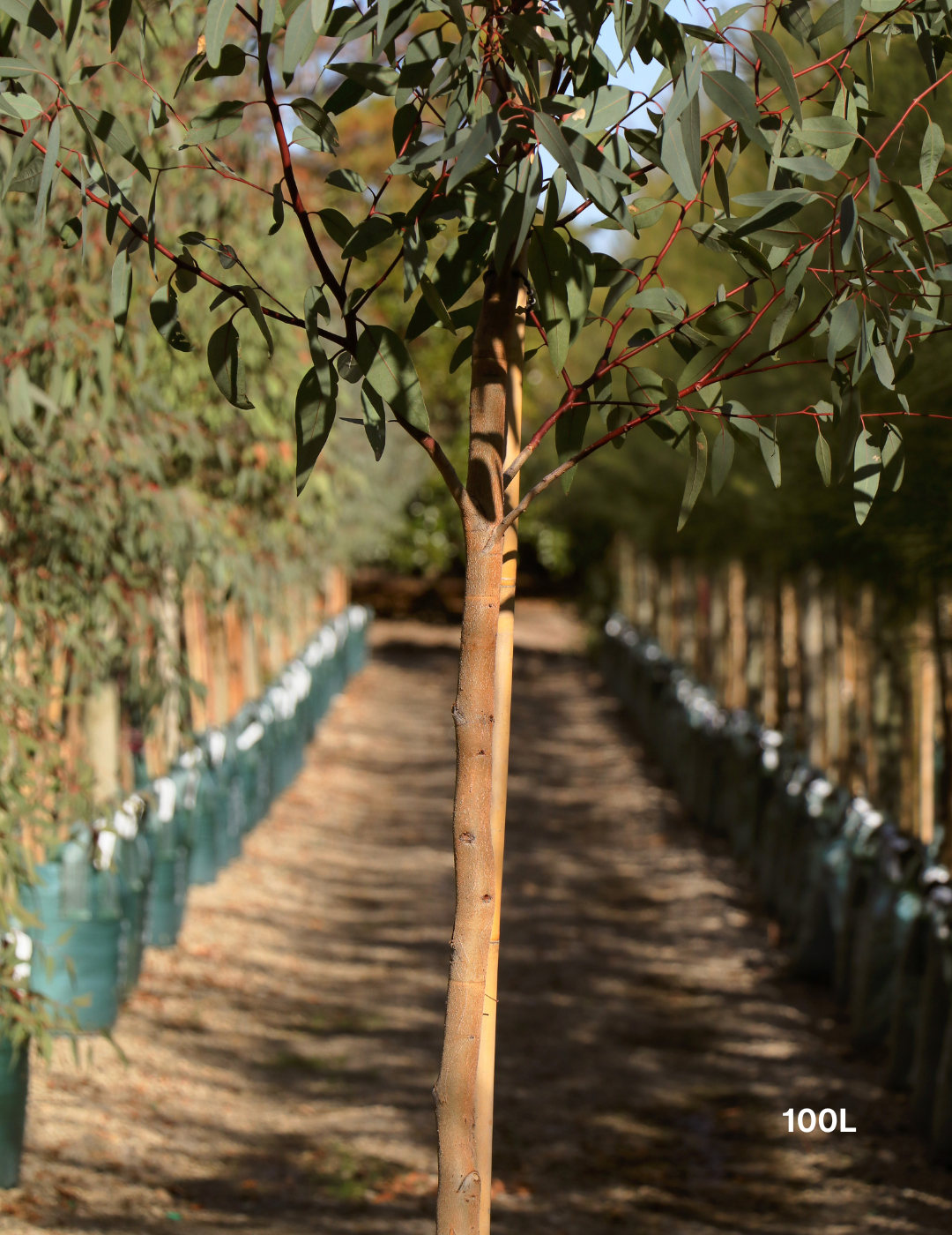 Eucalyptus camaldulensis - River Red Gum - Evergreen Trees Direct