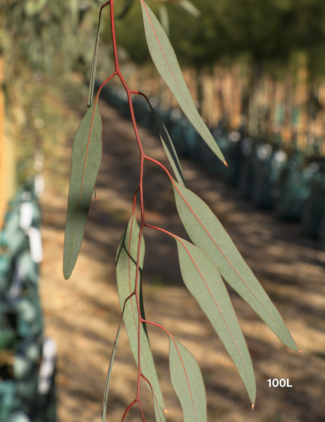 Eucalyptus camaldulensis - River Red Gum - Evergreen Trees Direct