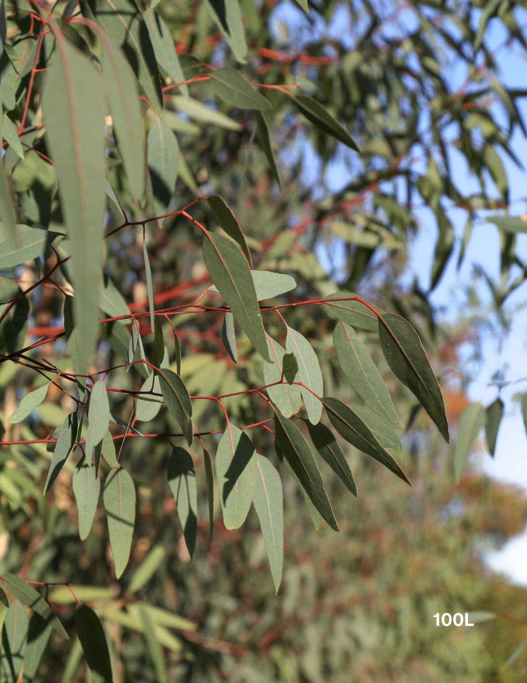 Eucalyptus camaldulensis - River Red Gum - Evergreen Trees Direct