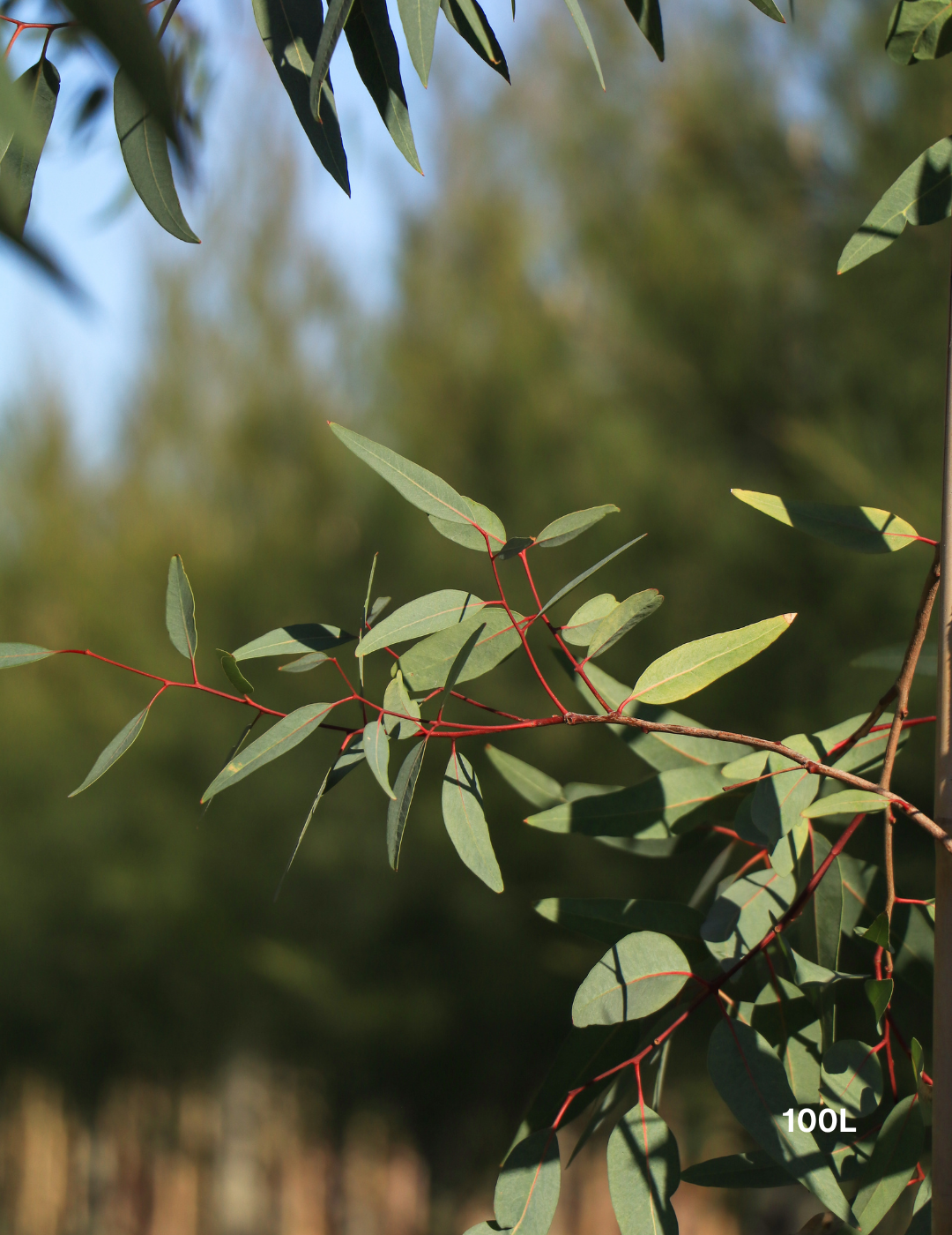 Eucalyptus camaldulensis - River Red Gum - Evergreen Trees Direct