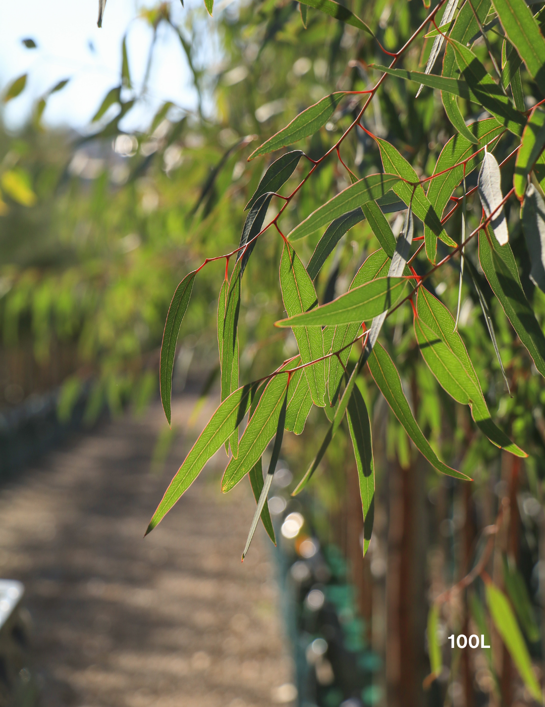 Eucalyptus camaldulensis - River Red Gum - Evergreen Trees Direct