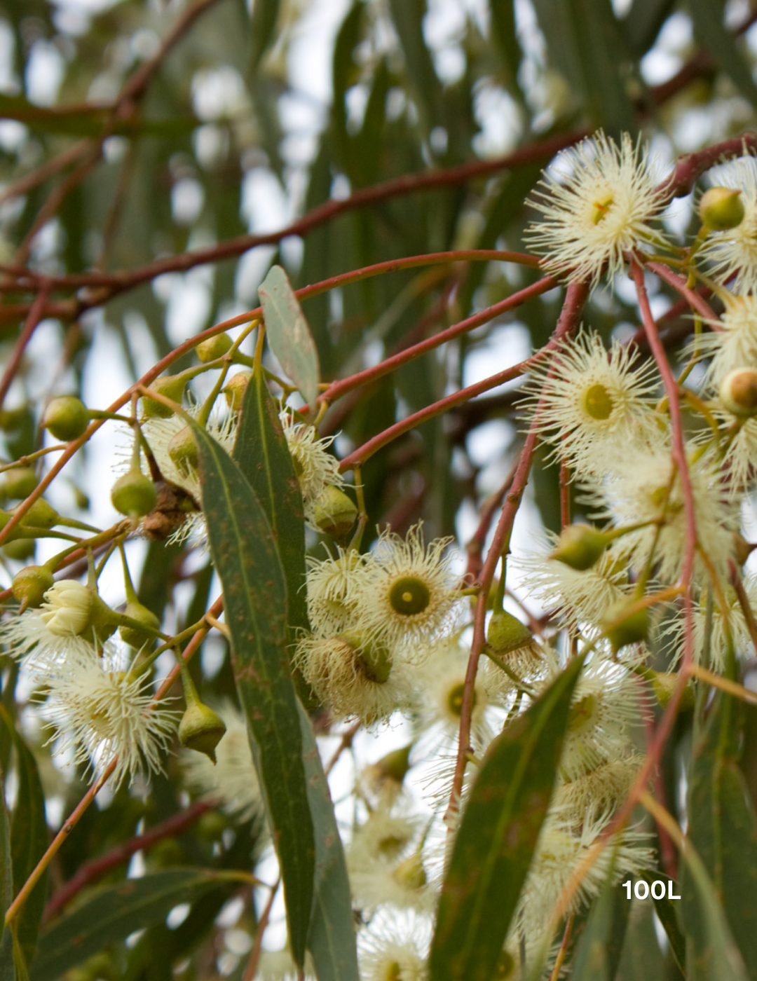 Eucalyptus camaldulensis - River Red Gum - Evergreen Trees Direct