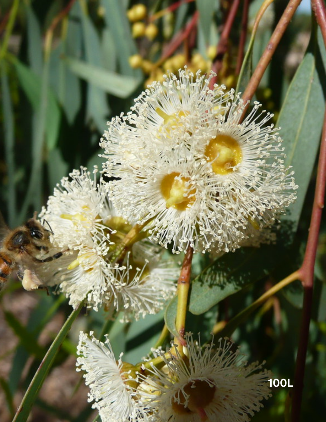 Eucalyptus camaldulensis - River Red Gum - Evergreen Trees Direct