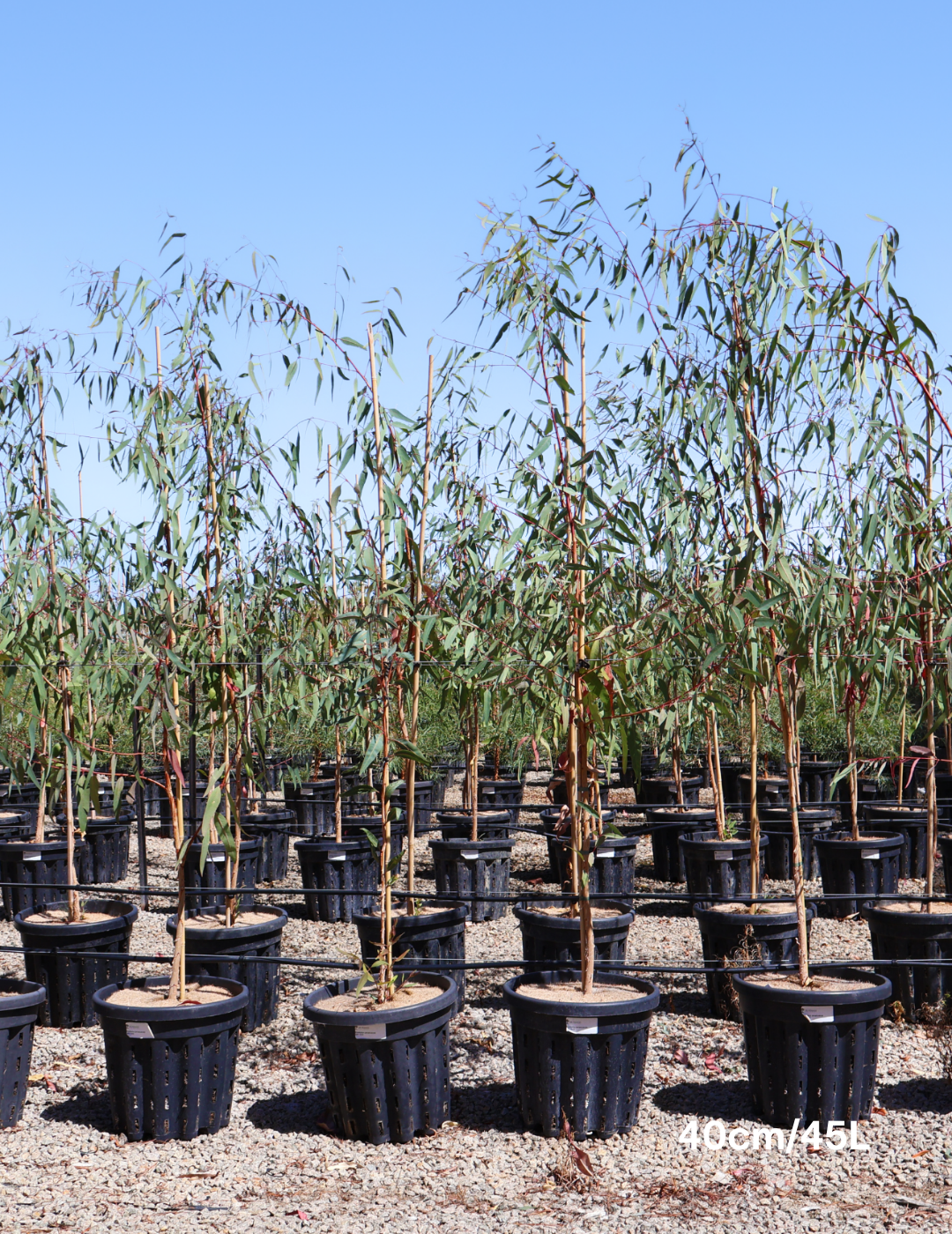 Eucalyptus camaldulensis