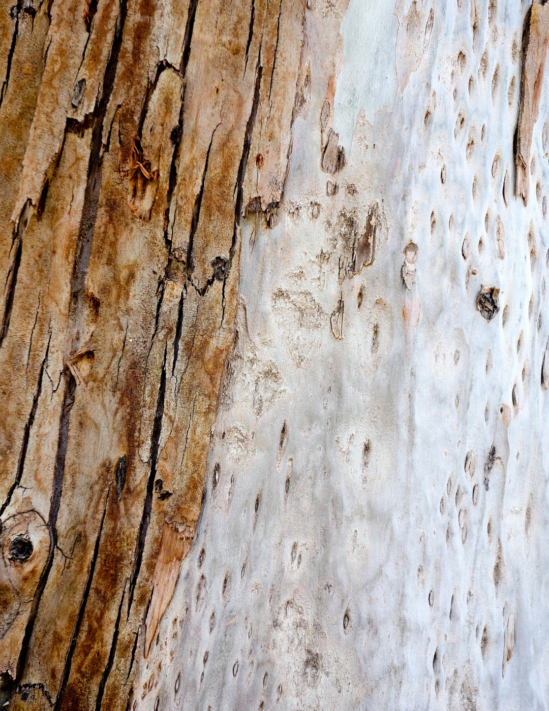 Eucalyptus camaldulensis - River Red Gum - Evergreen Trees Direct