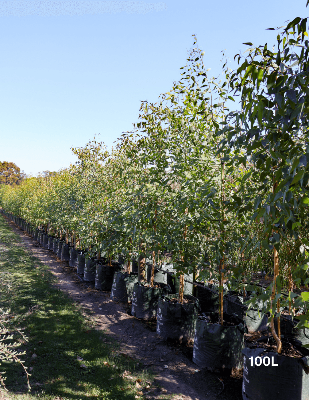 Eucalyptus cladocalyx