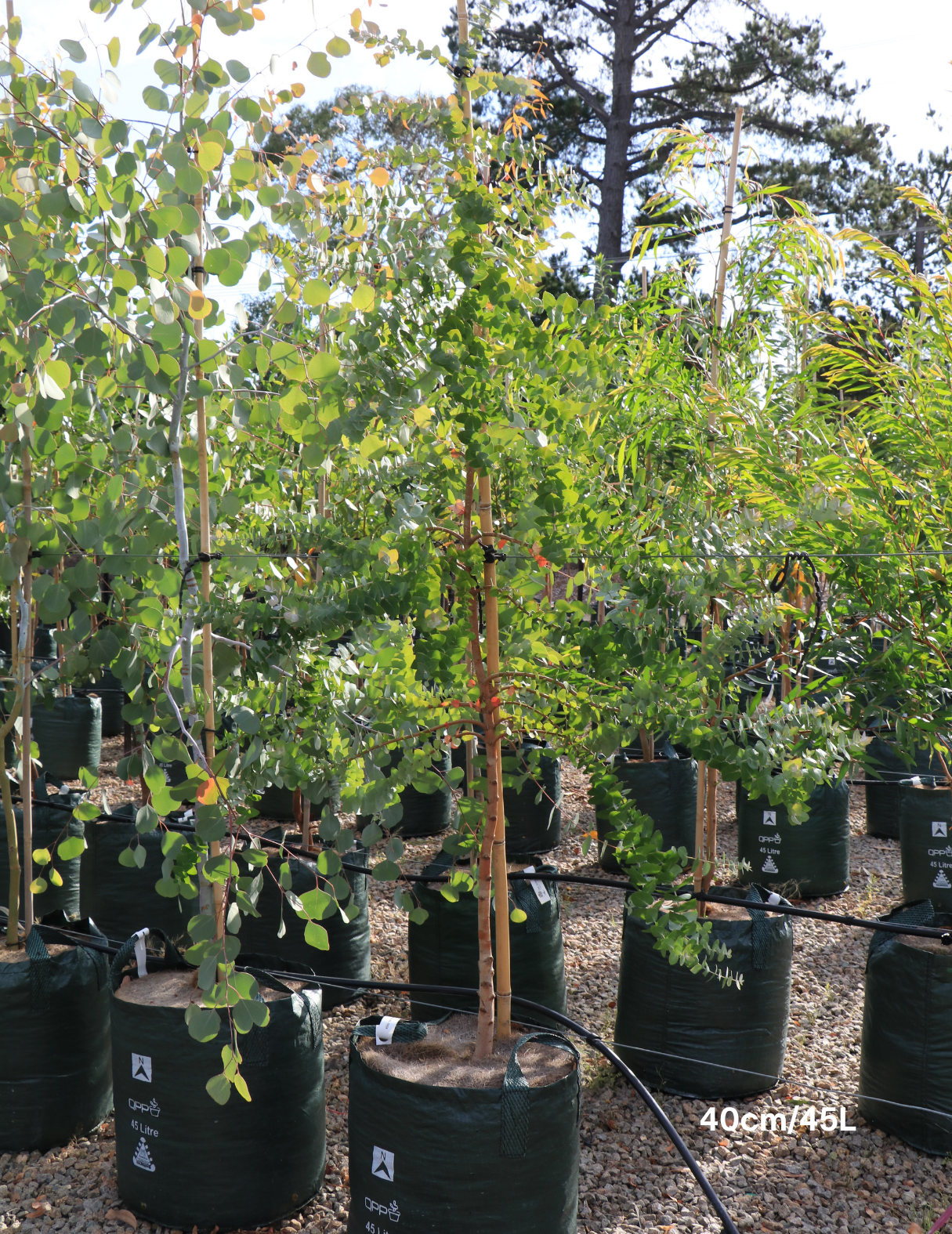 Eucalyptus crenulata - Evergreen Trees Direct